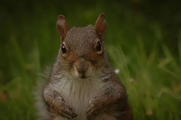 Aç bir sincabın avlanıp yemek yediği çarpıcı bir yakın plan.