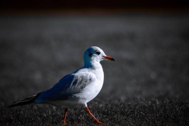 Bir kırmızı gagalı martı (martı) sahildeki çimlerin üzerinde yürüyor