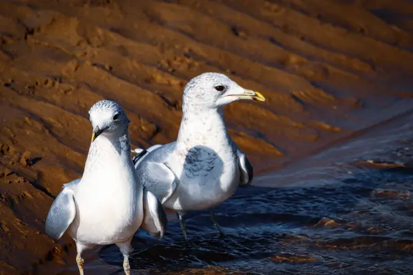 Kumsalda kumsalda yürüyen iki martı