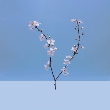 Mavi bir arka planda dalların üzerinde beyaz kokulu küçük çiçekler..