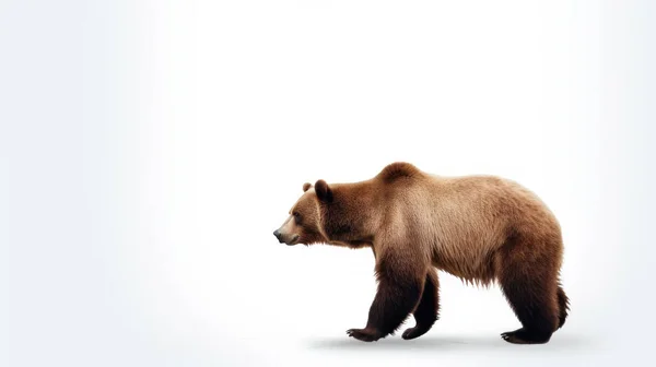 Милый Бурый Медведь Лесу — стоковое фото