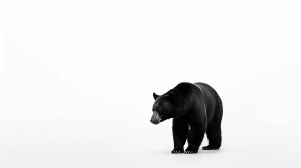 Urso Negro Floresta — Fotografia de Stock