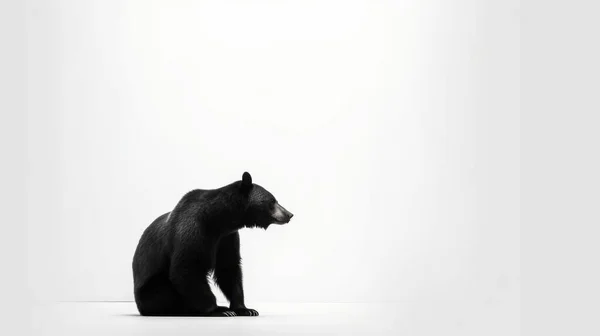 Urso Negro Floresta — Fotografia de Stock