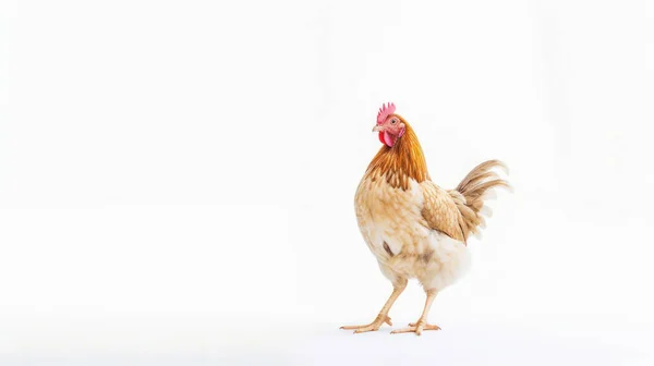 Stock image beautiful white chicken on a background