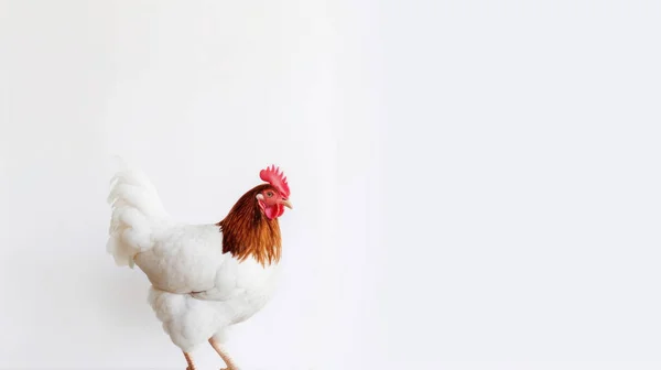 Белый Цыпленок Фоне Красного Черного Петуха — стоковое фото