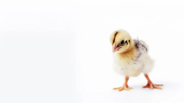 Aranyos Kis Csirke Elszigetelt Fehér Háttér — Stock Fotó