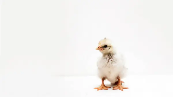 Niedliches Kleines Huhn Auf Weißem Hintergrund — Stockfoto