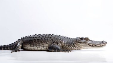 Beyaz arka planda timsah