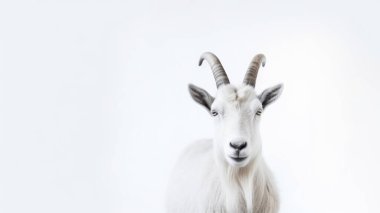 Beyaz arka planlı keçi