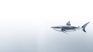 Denizde beyaz köpekbalığı