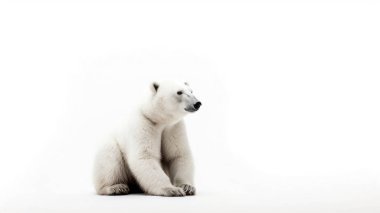 Beyaz kutup ayısı açık arkaplanda.