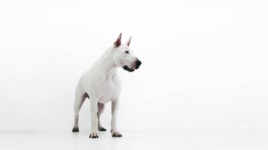 white dog in a studio