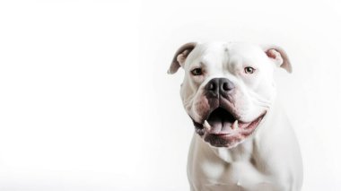 Şirin bir köpeğin portresi.