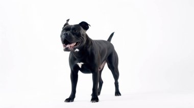 Beyaz arka planda siyah köpek