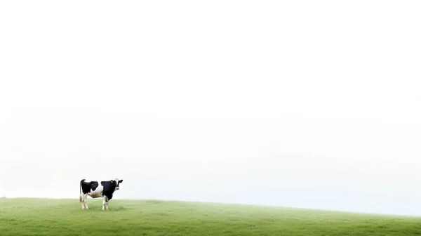 Una Vaca Campo —  Fotos de Stock