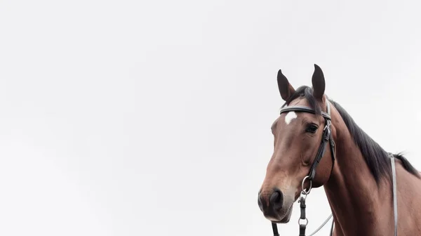Portrait Beautiful Horse — Stock Photo, Image