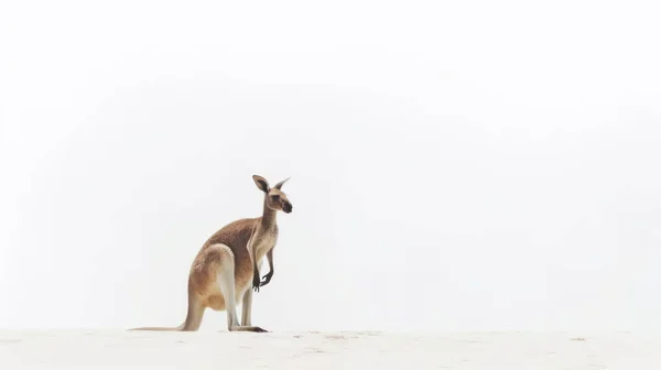 Eine Nahaufnahme Eines Niedlichen Kängurus Auf Weißem Hintergrund — Stockfoto