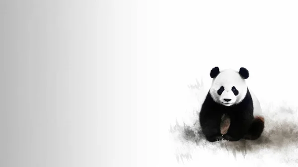 Black White Panda Bear — Stock Photo, Image