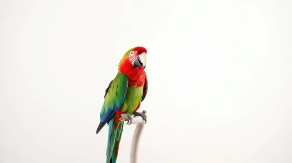Belo Papagaio Colorido Fundo Branco — Fotografia de Stock