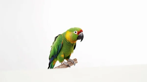 Красочный Попугай Сидит Ветке — стоковое фото