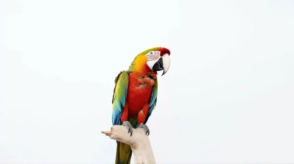 Барвистий Папуга Зеленим Листям Білому Тлі — стокове фото