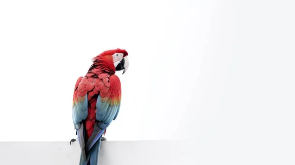 Rode Ara Papegaai Geïsoleerd Witte Achtergrond — Stockfoto