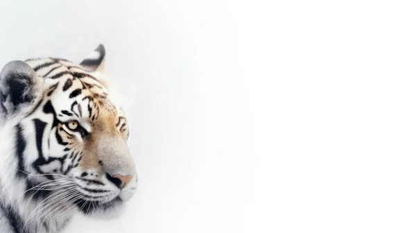 Tigre Neve — Fotografia de Stock