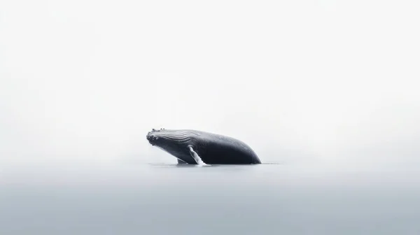 Uma Pequena Baleia Branca Praia — Fotografia de Stock