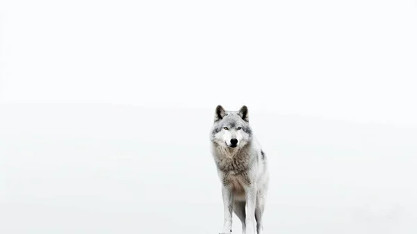 Волк Зимнем Лесу — стоковое фото