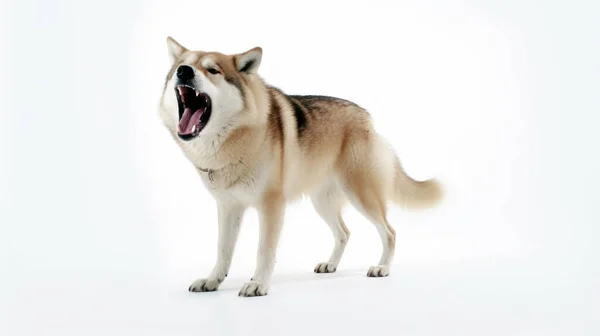 Porträt Der Hunderasse Auf Weißem Hintergrund — Stockfoto
