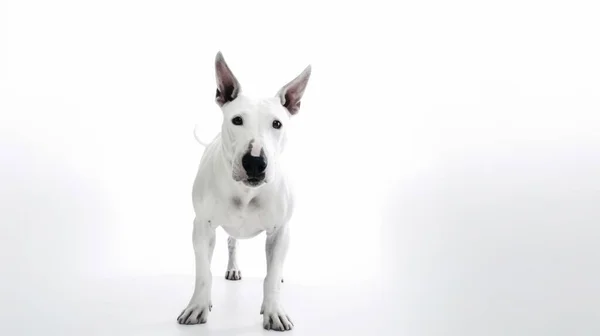 Hunderasse Terrier Vor Weißem Hintergrund — Stockfoto