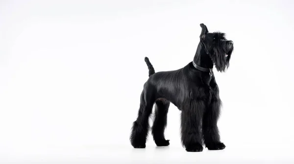 Schwarzer Hund Auf Weißem Hintergrund — Stockfoto