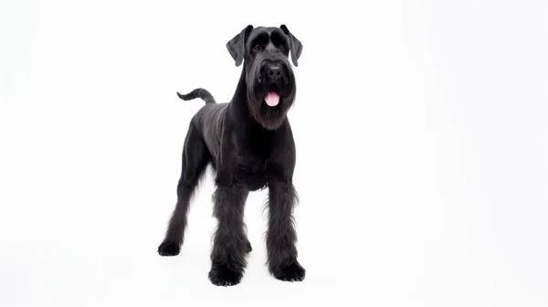Schwarz Weißer Hund Auf Grauem Hintergrund — Stockfoto