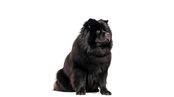 Чорно Білий Портрет Милого Собаки — стокове фото