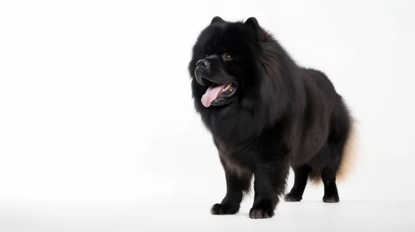 黒と白のかわいい犬の肖像画 — ストック写真