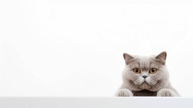 Beyaz arka planda sevimli kedi