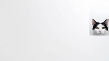 beyaz zemin üzerine oturan kedi