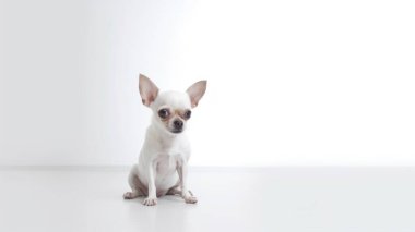 Chihuahua köpek beyaz zemin üzerine