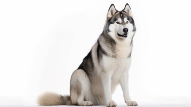 Şirin bir köpeğin portresi.