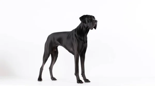 Zwarte Hond Witte Achtergrond — Stockfoto