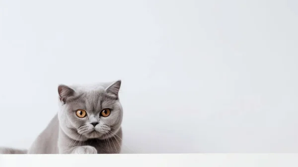 Söpö Kissa Valkoisella Taustalla — kuvapankkivalokuva