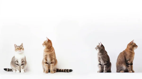 Cute Cat Different Breeds White Background — kuvapankkivalokuva