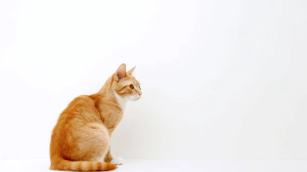 Punainen Kissa Valkoisella Taustalla — kuvapankkivalokuva