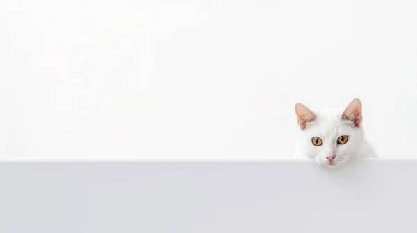 Kissa Istuu Valkoisella Taustalla — kuvapankkivalokuva