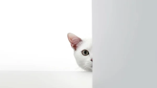 Kissa Valkoisella Taustalla — kuvapankkivalokuva