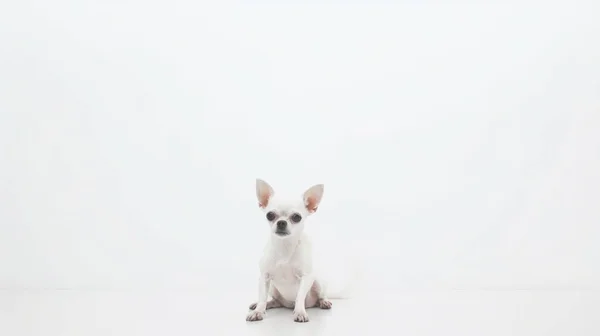 Carino Cane Chihuahua Sfondo Bianco — Foto Stock