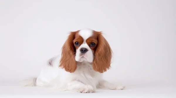 stock image cute dog on white background