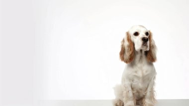 Beyaz yakalı, arka planda beyaz bir köpek.