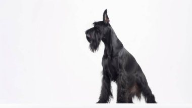 Tatlı bir köpeğin siyah beyaz portresi.