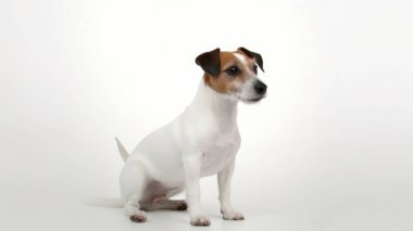 Beyaz arka planda Jack Russell Terrier köpeği